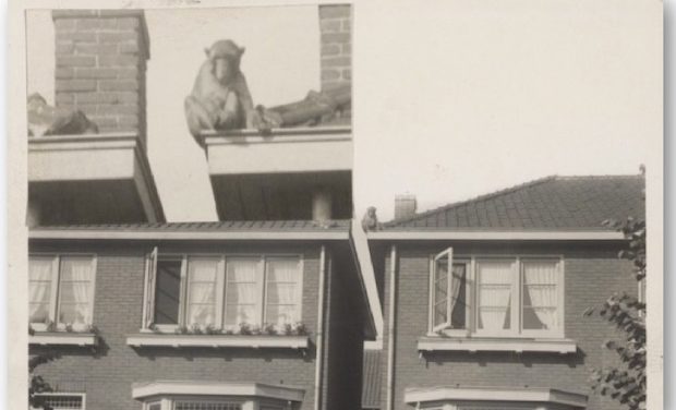 Oud nieuws: Een aap op het dak!