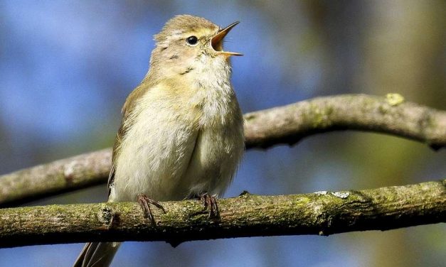 Ieder vogeltje zingt zoals hij gebekt is: Deel 2