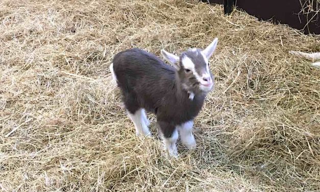 Baby Bob en baby Trudy brengen de lente naar Zaandam