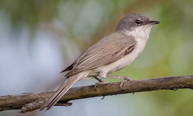 Ieder vogeltje zingt zoals hij gebekt is: deel 5