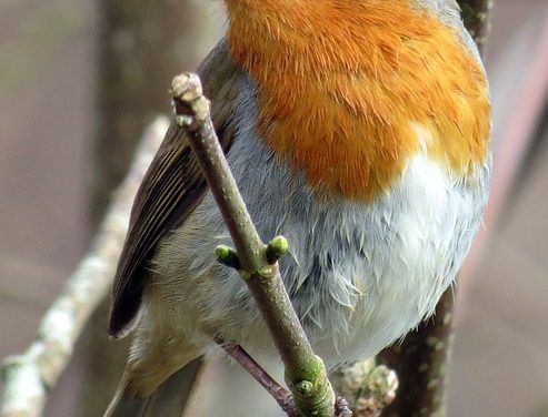 Ieder vogeltje zingt zoals hij gebekt is: Deel 6