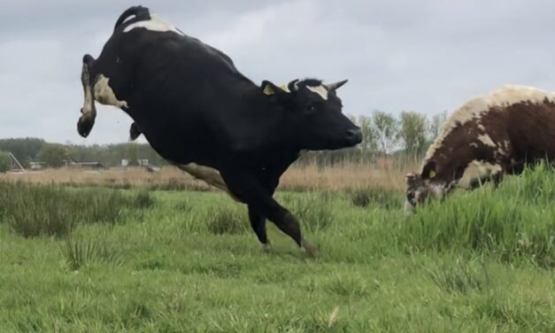 Een dagje boer Koeman: vrijheid, varen & bevallen (filmpjes)