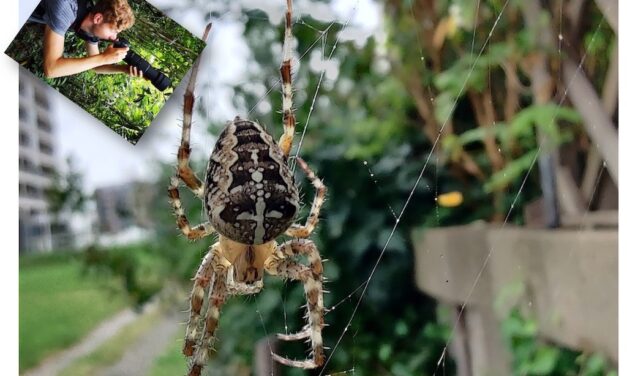 Huisbioloog Sam: Spinnenmaand september